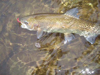 warrenton,madison,orange,culpeper,virginia fly fishing for giant rainbow trout