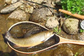 Brook trout that was too big for the net at Rose River Farm
