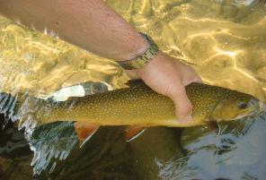 Huge Wild Rose River farm Brook Trout