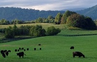 Our cattle in the field