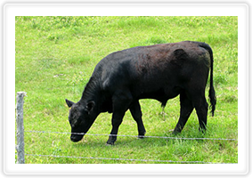 Grass fed Black Angus