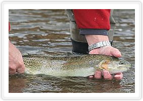 Limited pressure fly fishing