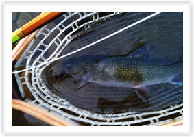 Brook trout, rainbows, and jumbo rainbows