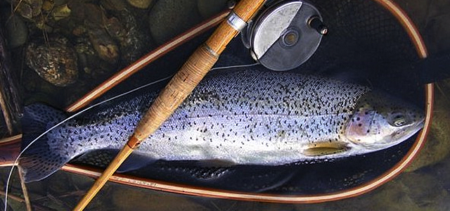 A Rose River Rainbow - Too Big for the Net