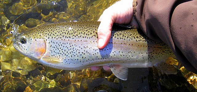 A Rose River Beauty