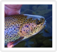 Beautiful Rainbow Trout