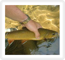 A HUGE Virginia Brookie!