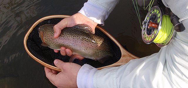 A Typical Rose River Monster Rainbow