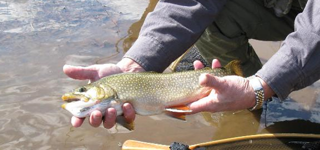 17-inch Rose River Farm Virginia Brookie of a Lifetime!