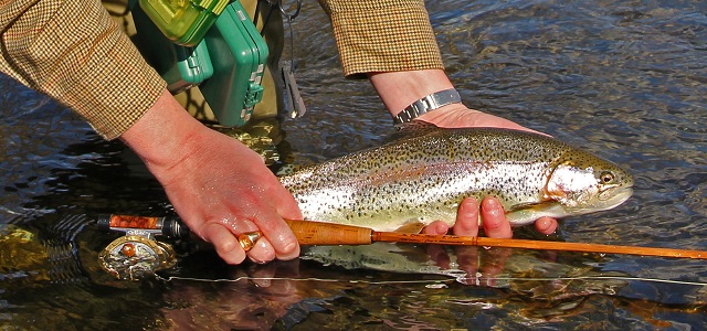 Winter Rainbow Trout on Bamboo Rod